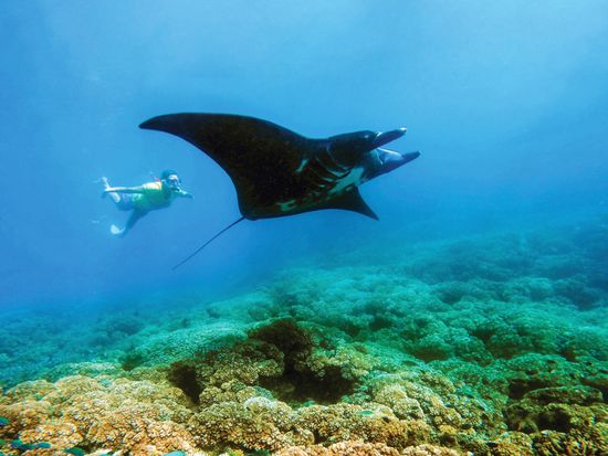 Manta Mitch G0052835 print_Kris