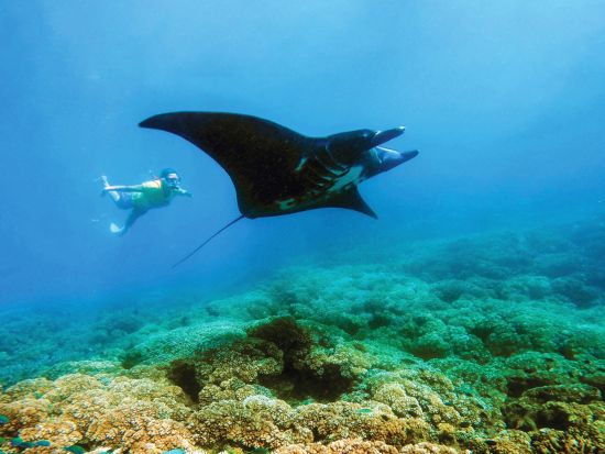 【5～10月限定】マンタレイ アイランドリゾート日帰りツアー　透明度抜群の海でマンタと泳ぐ感動体験！＜昼食付／ナンディ・デナラウ発＞