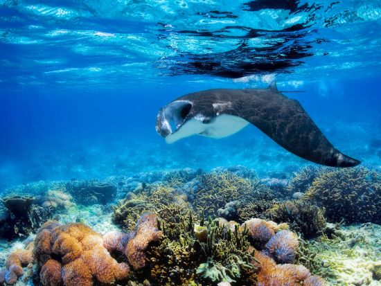 【5～10月限定】マンタレイ アイランドリゾート日帰りツアー　透明度抜群の海でマンタと泳ぐ感動体験！＜昼食付／ナンディ・デナラウ発＞