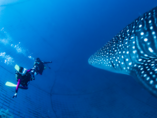 ジンベイザメ体験ダイビング ライセンスなしでOK！乗船料込◎ジンベイザメと一緒に泳げる感動体験＜読谷村発＞