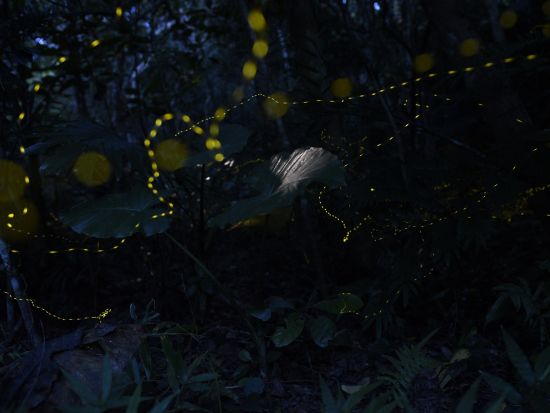 ヤエヤマヒメボタル観賞ツアー 星空が地上に降りたかのような美しさです♪石垣島で幻想的な光の舞を間近で観賞するプラン＜1時間半／石垣島＞