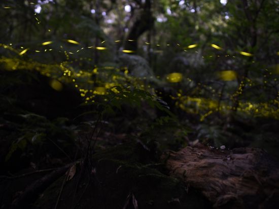 ヤエヤマヒメボタル観賞ツアー 星空が地上に降りたかのような美しさです♪石垣島で幻想的な光の舞を間近で観賞するプラン＜1時間半／石垣島＞