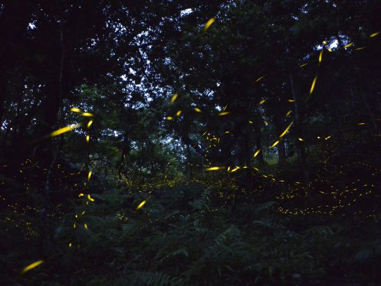 ヤエヤマヒメボタル観賞ツアー 星空が地上に降りたかのような美しさです♪石垣島で幻想的な光の舞を間近で観賞するプラン＜1時間半／石垣島＞