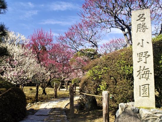 【国指定史跡　隨心院　貸切体験】小野小町や皇室ゆかりの門跡寺院　客殿を貸切で精進料理に舌鼓＋境内自由拝観＋写経体験も可能＜約2時間／山科区小野御霊町＞