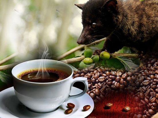 LuwakCoffee (5)