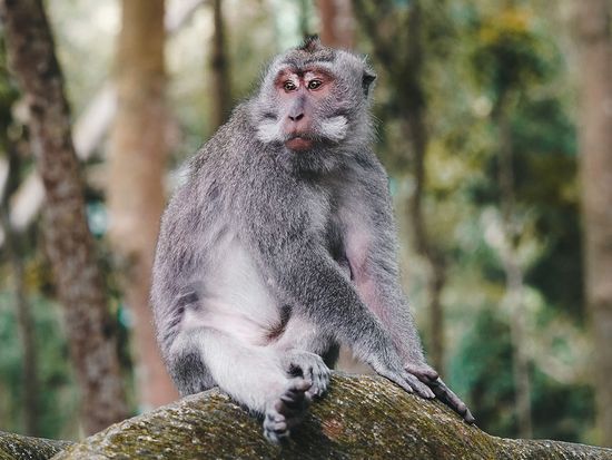 monckeyForest (6)