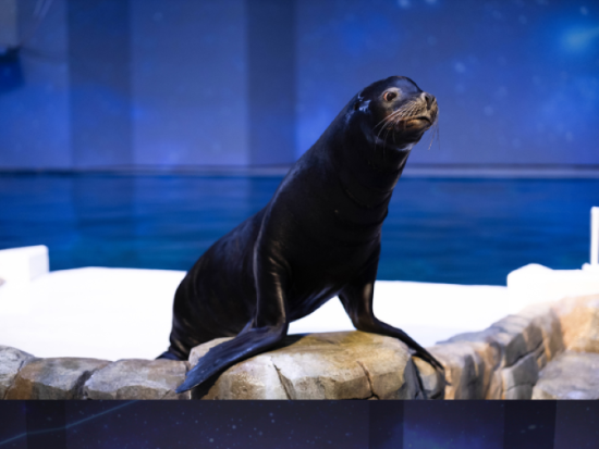 済州島　アクアプラネット済州　割引入場チケット　事前予約サービス