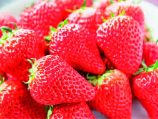 日帰りバスツアー となみチューリップフェア＋いちご狩り 春爛漫の絶景＆地元厳選素材にこだわった昼食付＜4月／金沢発着＞