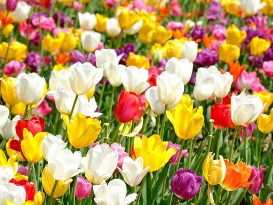 日帰りバスツアー となみチューリップフェア＋いちご狩り 春爛漫の絶景＆地元厳選素材にこだわった昼食付＜4月／金沢発着＞