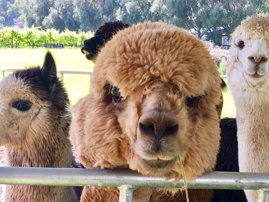 15. Hot_Air_Balloon_Gold_coast_vineyard_alpaca