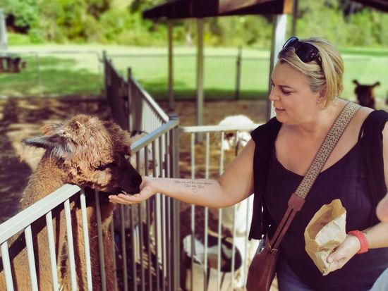 17.Hot_Air_Balloon_Gold_Coast_Alpaca_feeding