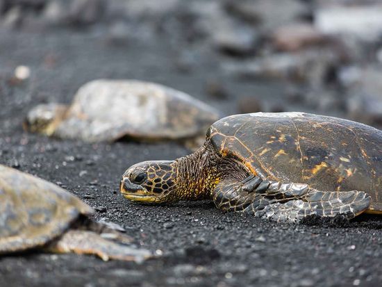 punaluu_shutterstock_597007913