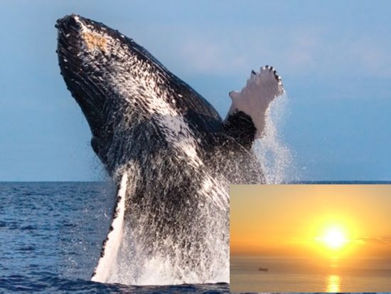 クジラ ホエールウォッチ | ハワイ 旅行の観光・オプショナルツアー