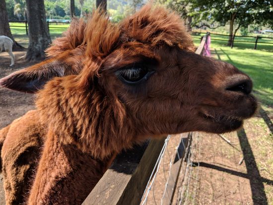 Hot_Air_Balloon_Brisbane_Alpaca_vineyard