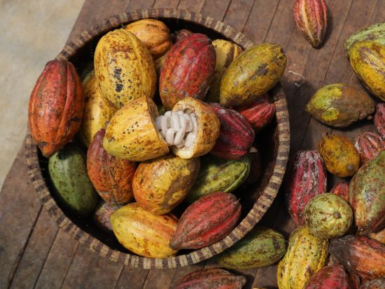 ホーチミン発ホーチャム日帰りor1泊2日ツアー カカオ農園とリゾートホテルでのスパ付きプランもあり＜ホーチミン発／日本語ガイド（1日目のみ）／食事付＞