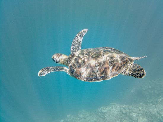 青の洞窟シュノーケリング+サンセット＆ナイトカヤックツアー　人気スポット青の洞窟と名蔵アンパルを1日で満喫＜市街地ホテル送迎可／当日11時まで予約可＞