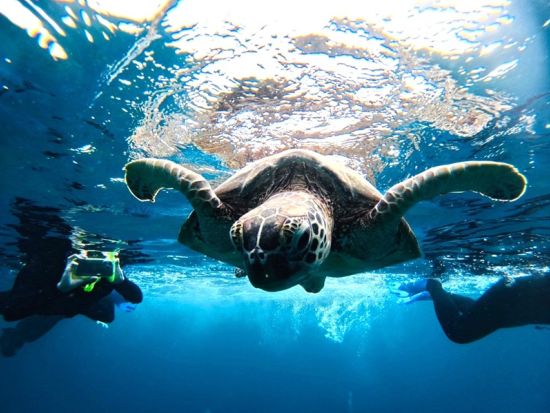 青の洞窟シュノーケリングツアー　ウミガメに会えるかも！大人気マングローブSUPorカヌー付きプランも！＜市街地送迎可／写真無料／石垣島発＞