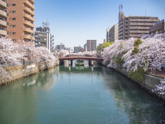 2026 横浜の桜名所！大岡川の桜とみなとみらい絶景クルーズ＜3～4月／約50分／ピア日本丸発＞