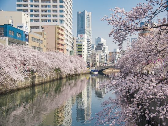 2026 横浜の桜名所！大岡川の桜とみなとみらい絶景クルーズ＜3～4月／約50分／ピア日本丸発＞