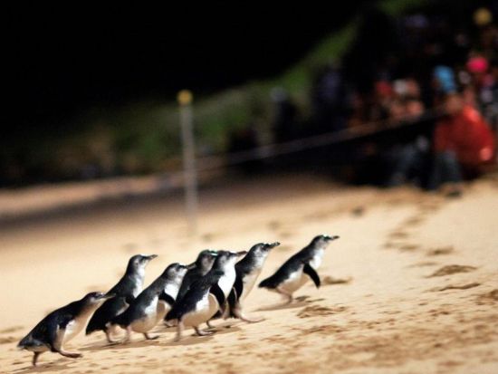 フィリップ島ペンギンパレード半日ツアー　効率的に島の美しい絶景と野生動物たちにも出会いに行こう＜午後発／英語ガイド／日本語音声ガイドあり＞