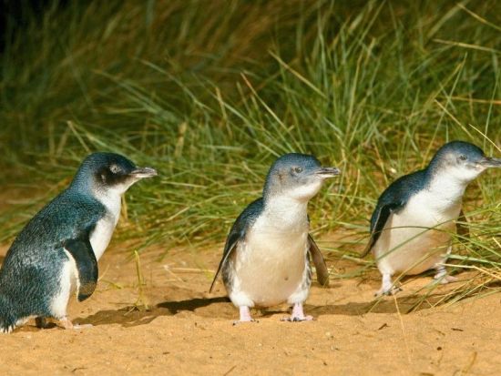フィリップ島ペンギンパレード半日ツアー　効率的に島の美しい絶景と野生動物たちにも出会いに行こう＜午後発／英語ガイド／日本語音声ガイドあり＞