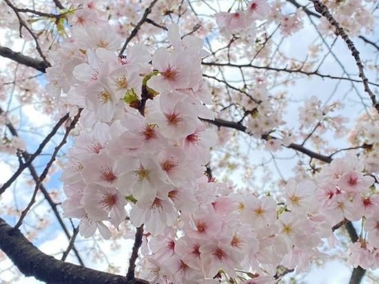 bv9VCu4xk5wm91WUQBaPrjGQRqvmB9Sz