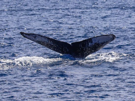 whale-tail-1