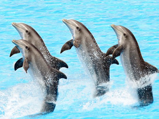 dolphins_trick_play_show_shutterstock_83187583
