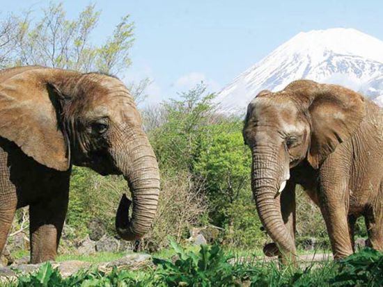 東京発日帰りバスツアー　富士サファリパークで動物たちとふれあい体験！大人気ジャングルバス乗車付き＜新宿発＞