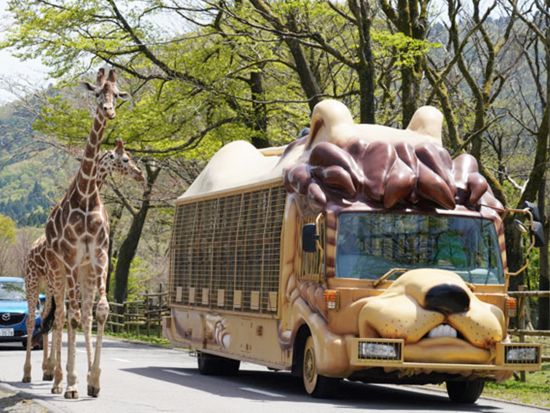 東京発日帰りバスツアー　富士サファリパークで動物たちとふれあい体験！大人気ジャングルバス乗車付き＜新宿発＞