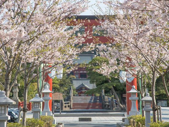 Japan_Kanagawa_Kamakura_Tsuruokahachimangu_CherryBlossom_pixta_64076150_M