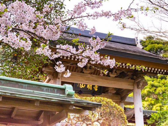 鎌倉観光タクシー　銭洗弁天＋高徳院（鎌倉大仏）＋極楽寺　神社仏閣巡り＜3～6時間／1～9名／鎌倉＞by グリンハイヤー