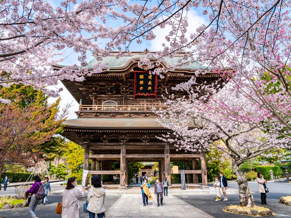 鎌倉観光タクシー 長谷寺＋高徳院（鎌倉大仏）＋建長寺＋報国寺（竹寺