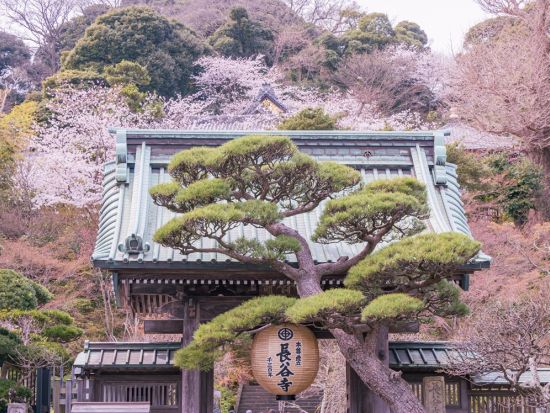 江ノ島観光タクシー ⾼徳院＋長谷寺  鎌倉の人気観光スポットへ貸切でご案内！＜3時間／1～9名／鎌倉＞