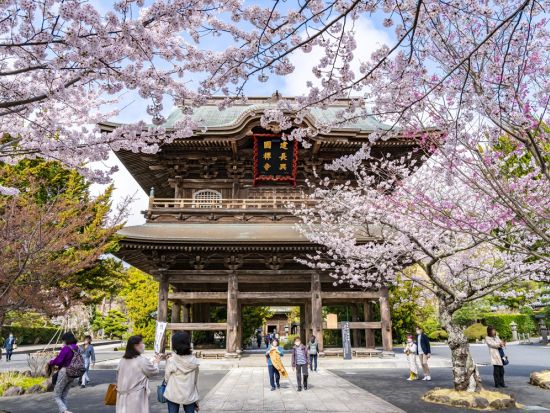 江ノ島観光タクシー 円覚寺＋建長寺＋鶴岡八幡宮を貸切タクシーで快適に巡ろう！＜4時間／1～9名／鎌倉＞