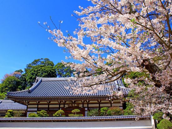 江ノ島観光タクシー 円覚寺＋建長寺＋鶴岡八幡宮を貸切タクシーで快適に巡ろう！＜4時間／1～9名／鎌倉＞