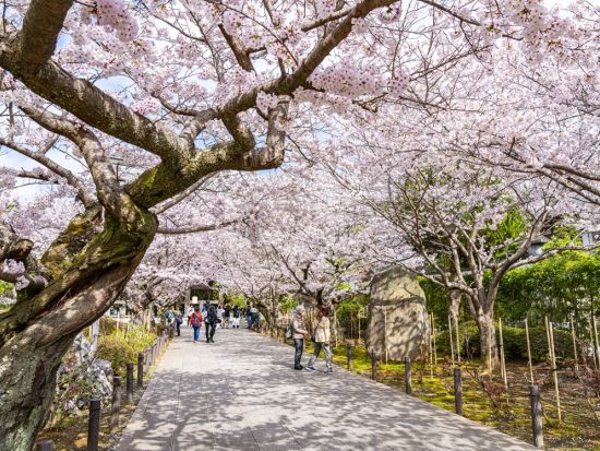 江ノ島観光タクシー 円覚寺＋建長寺＋鶴岡八幡宮を貸切タクシーで快適に巡ろう！＜4時間／1～9名／鎌倉＞