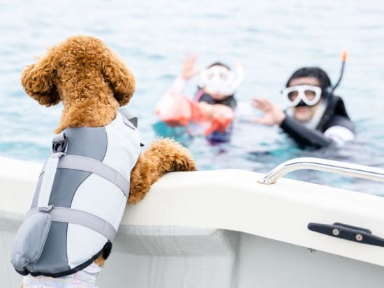 【愛犬連れOK】貸切ボートシュノーケリングツアー　ツアー中の写真撮影＆画像データプレゼント付き！＜1～10名／半日または1日／宮古島＞by すばる