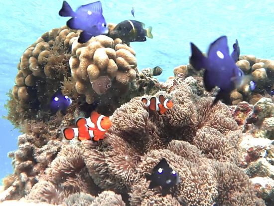 【☆1組限定・70歳以上参加可！送迎無料サービス☆】安心安全の貸切シュノーケリングツアー〜美しい珊瑚礁やウミガメなど生き物を堪能〜【沖縄・宮古島】