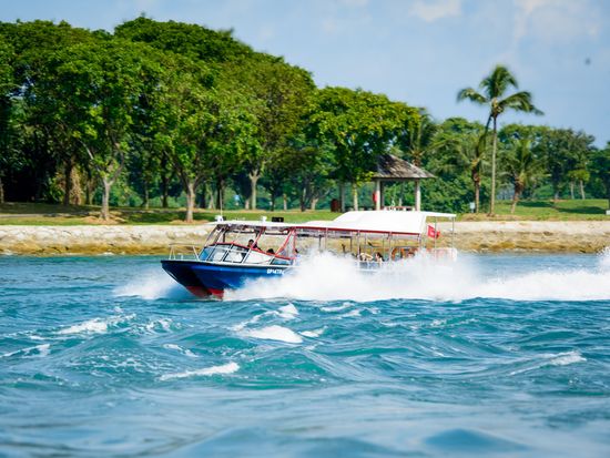 SouthernAlbatross-8089