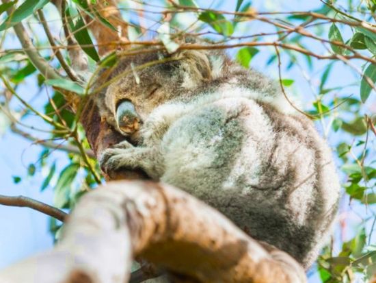 1 Day Great Ocean Road Tour (2)