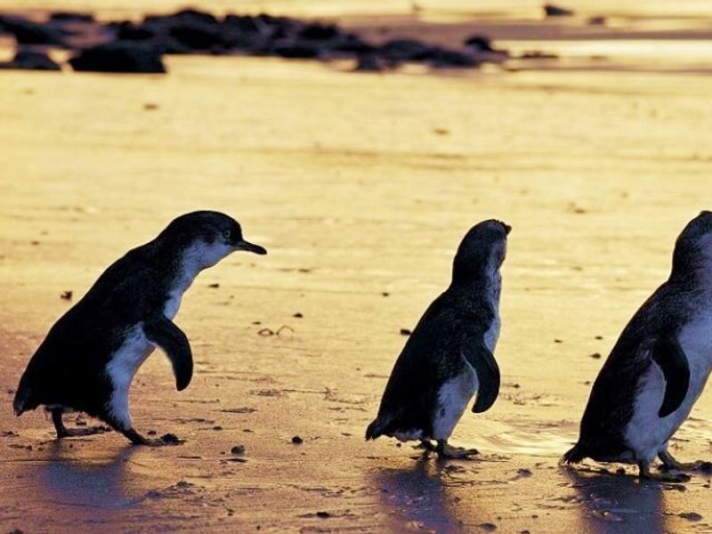 1 Day Phillip Island Tour (11)