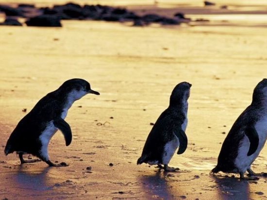フィリップ島ペンギンパレード1日ツアー　野生動物自然保護区でコアラなどの動物観察やノビーズ岬で自然も満喫！＜英語ガイド／メルボルン発＞