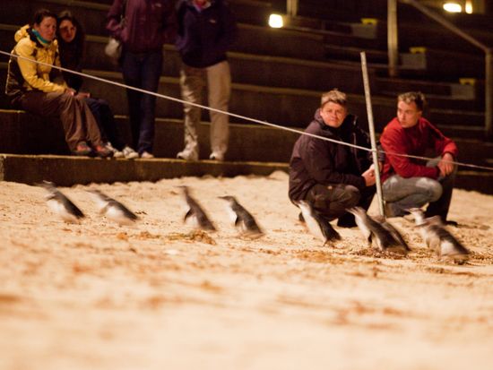 Penguin Parade_10 (full res)