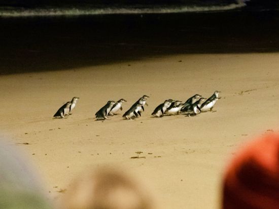フィリップ島ペンギンパレード1日ツアー　野生動物自然保護区でコアラなどの動物観察やノビーズ岬で自然も満喫！＜英語ガイド／メルボルン発＞