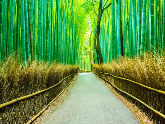 Arashiyama_Bamboo Forest_shutterstock_453847159