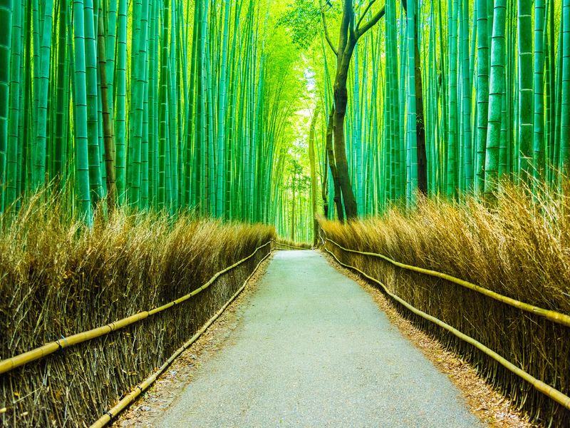 Arashiyama_Bamboo Forest_shutterstock_453847159