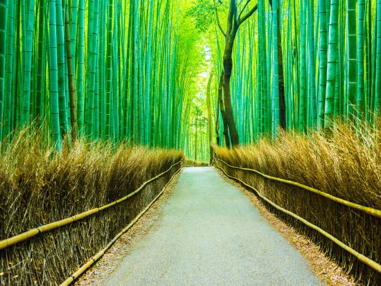 【英語ツアー】京都の文化財巡り 金閣寺＋嵐山＋清水寺 日帰りバスツアー＜大阪発／神戸牛しゃぶしゃぶの昼食付／英語ガイド＞