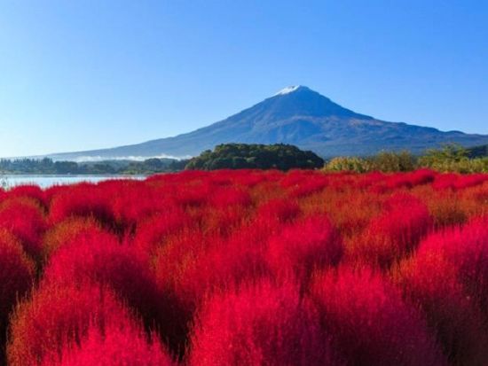 東京発日帰りバスツアー 新倉山浅間公園＆大石公園・西湖いやしの里根場！富士河口湖の絶景と文化を楽しむ英語ガイド付きツアー＜習字付プランあり＞
