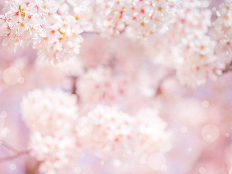 shutterstock_2247628219